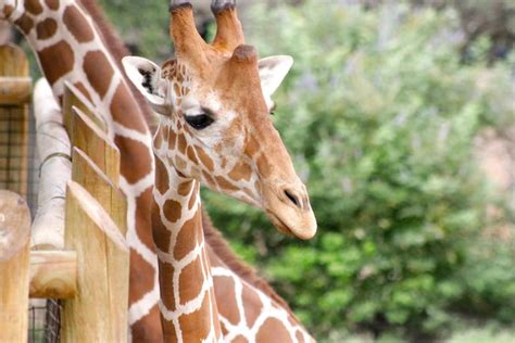 San Antonio Zoo to offer overnight savanna stays